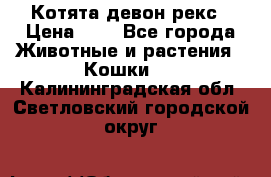 Котята девон рекс › Цена ­ 1 - Все города Животные и растения » Кошки   . Калининградская обл.,Светловский городской округ 